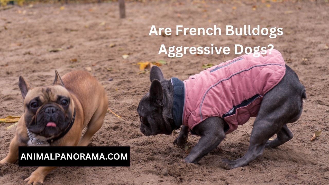 Are French Bulldogs Aggressive Dogs