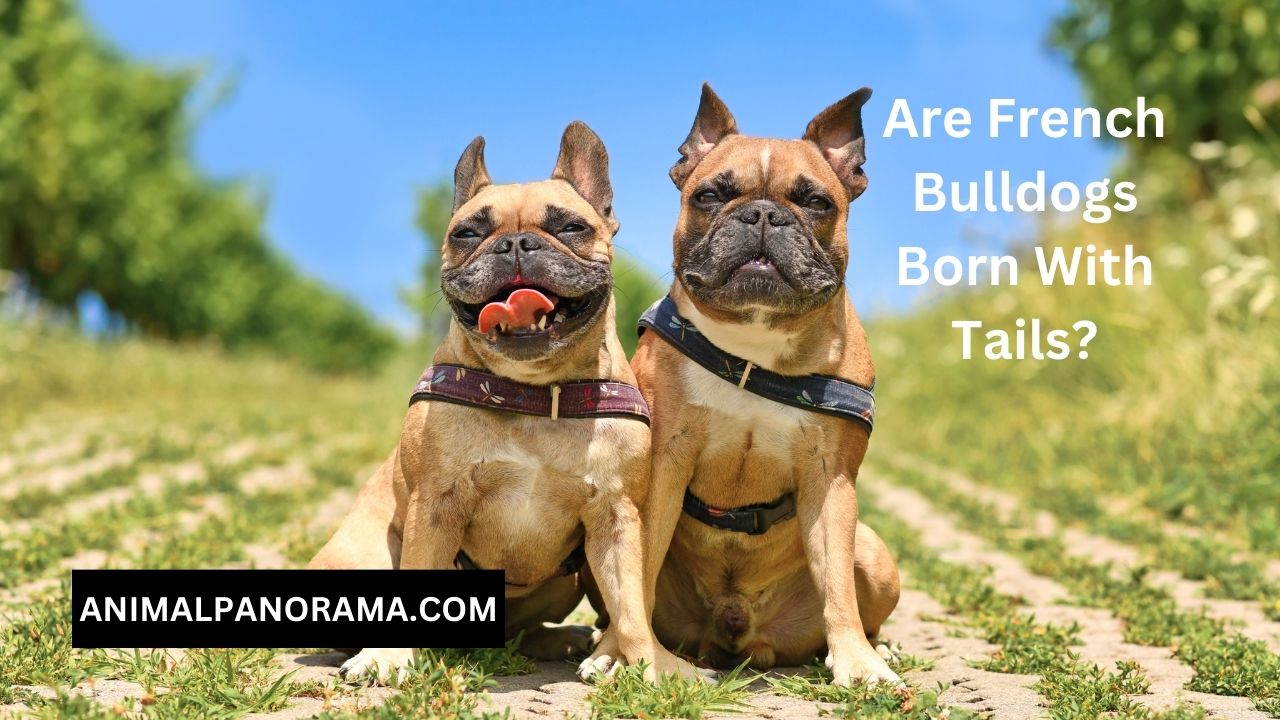 Are French Bulldogs Born With Tails