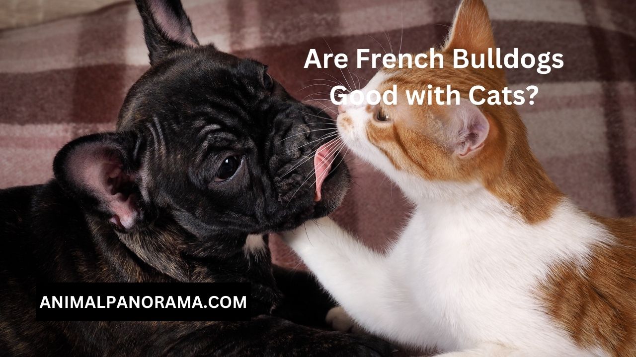 Are French Bulldogs Good with Cats