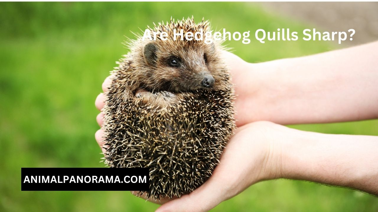 Are Hedgehog Quills Sharp