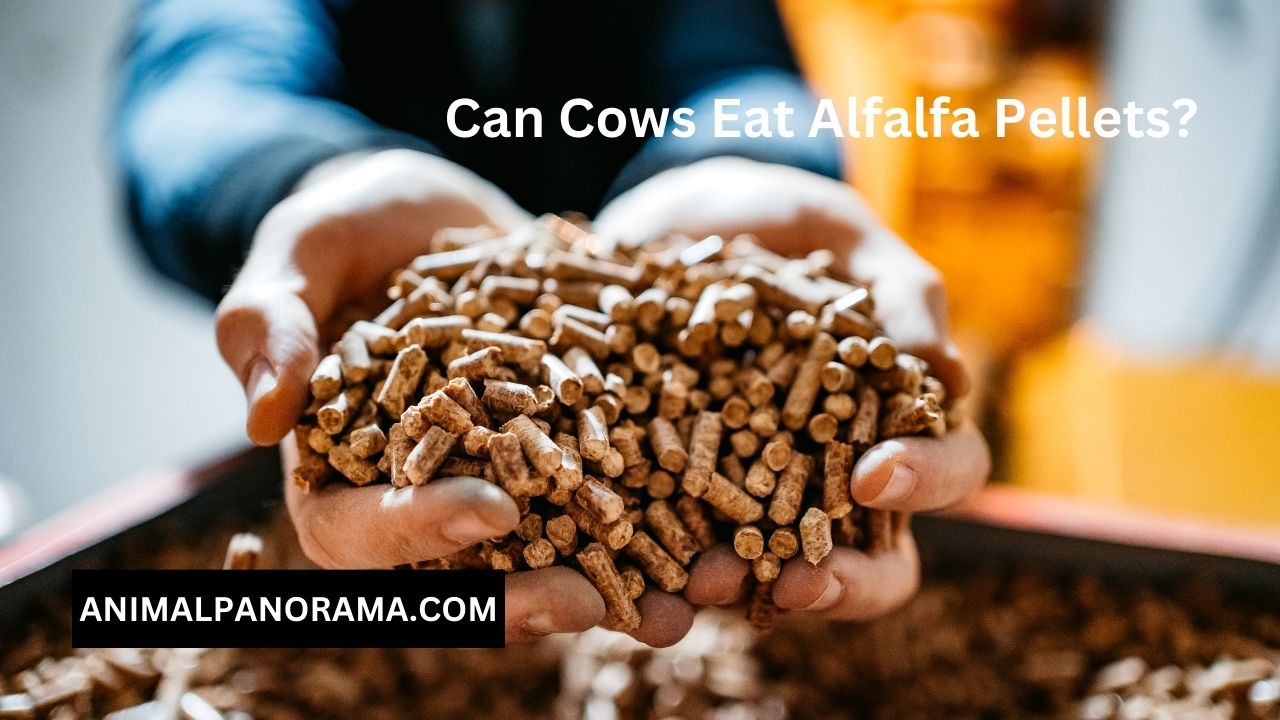 Can Cows Eat Alfalfa Pellets