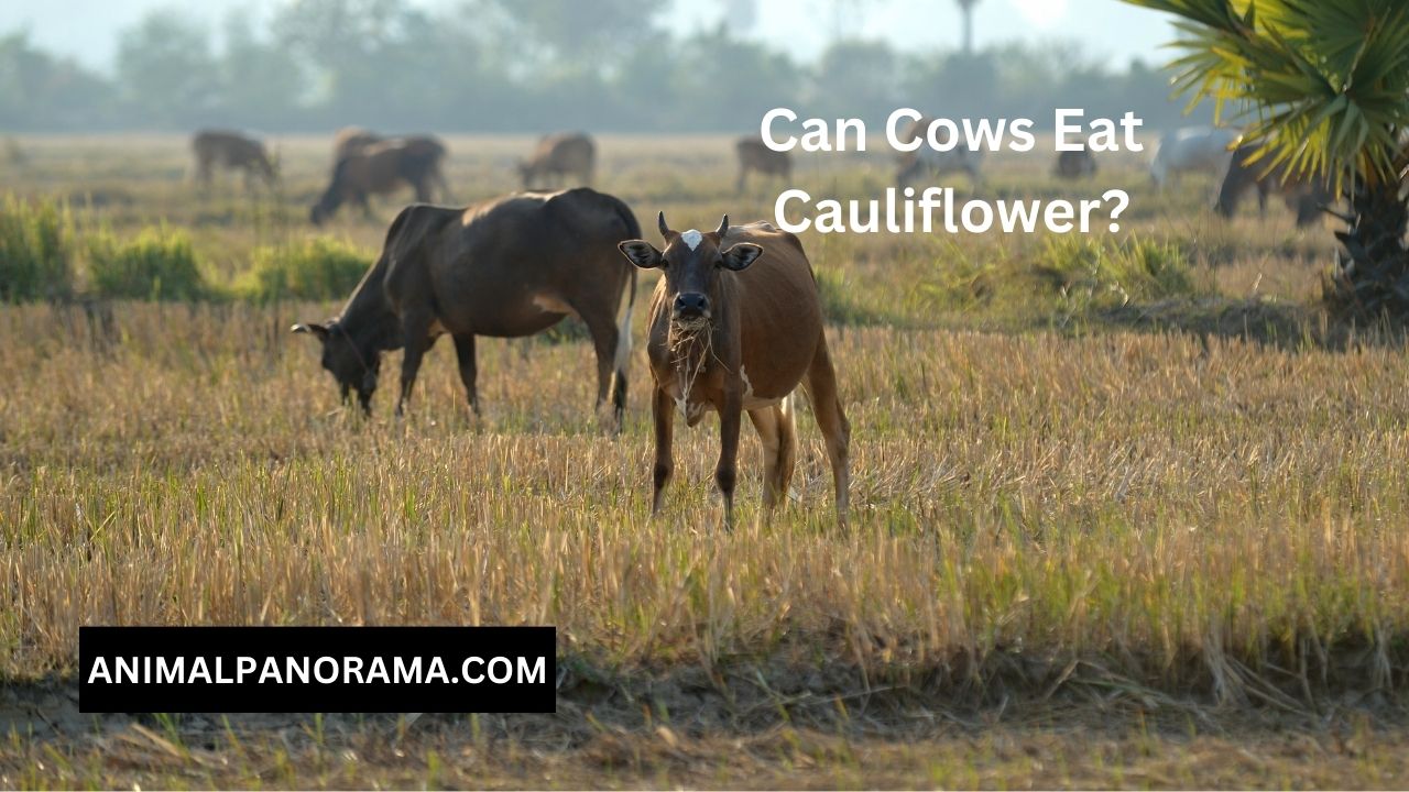 Can Cows Eat Cauliflower