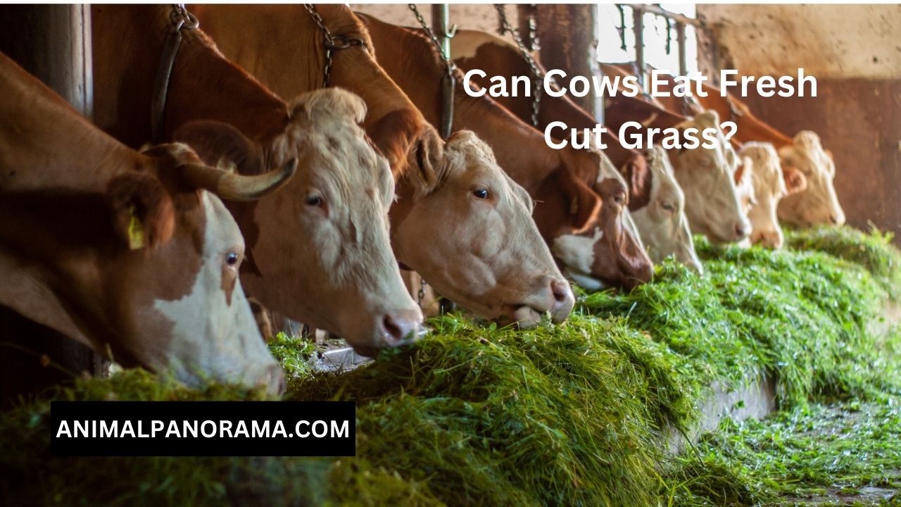 Can Cows Eat Fresh Cut Grass