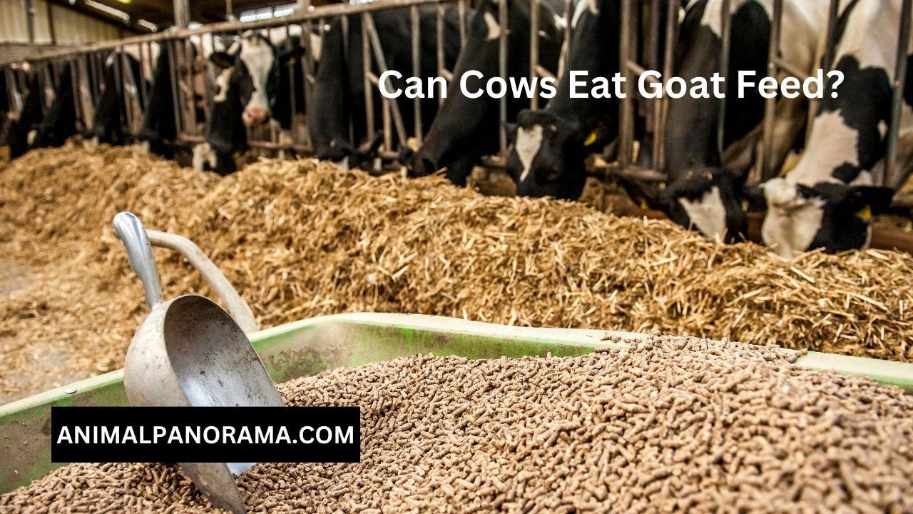 Can Cows Eat Goat Feed