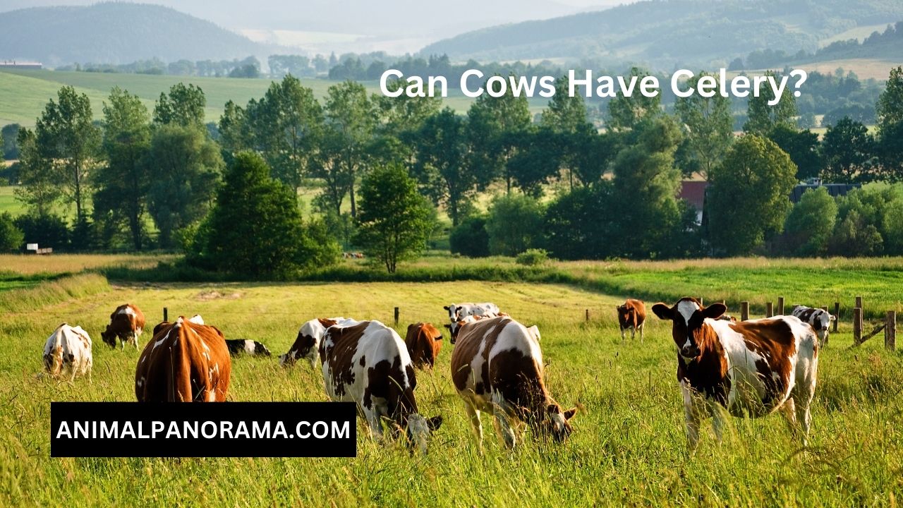 Can Cows Have Celery