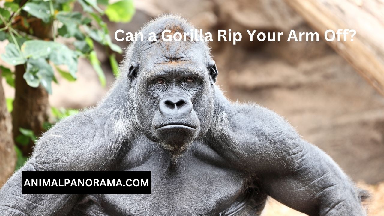 Can a Gorilla Rip Your Arm Off