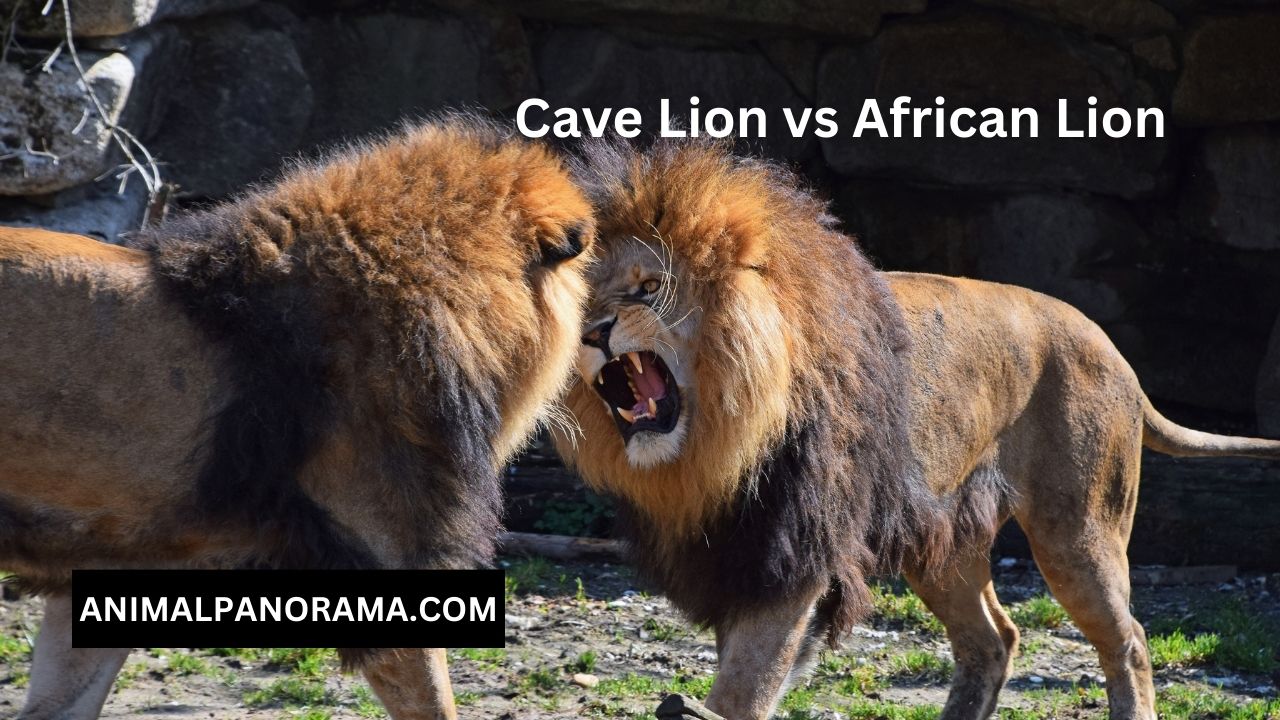 Cave Lion vs African Lion