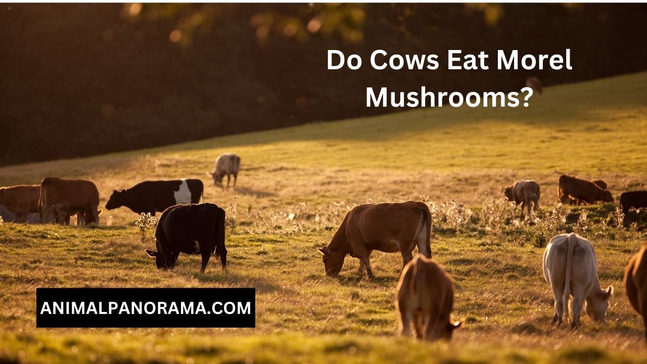 Do Cows Eat Morel Mushrooms?