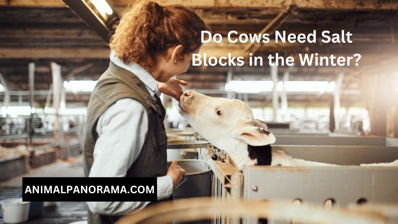 Do Cows Need Salt Blocks in the Winter