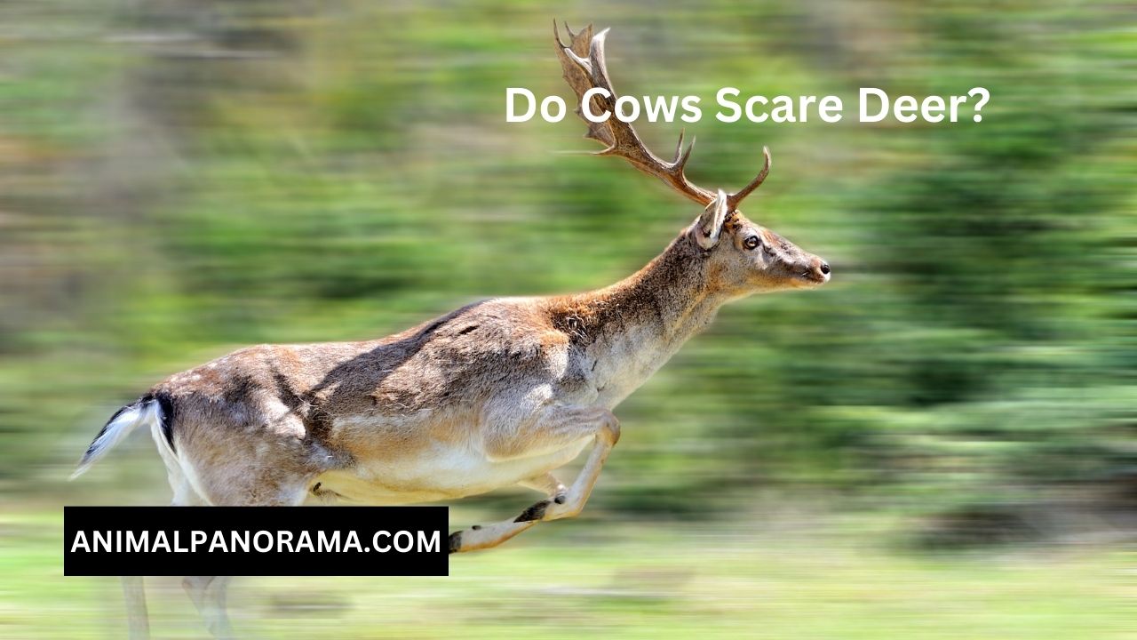 Do Cows Scare Deer