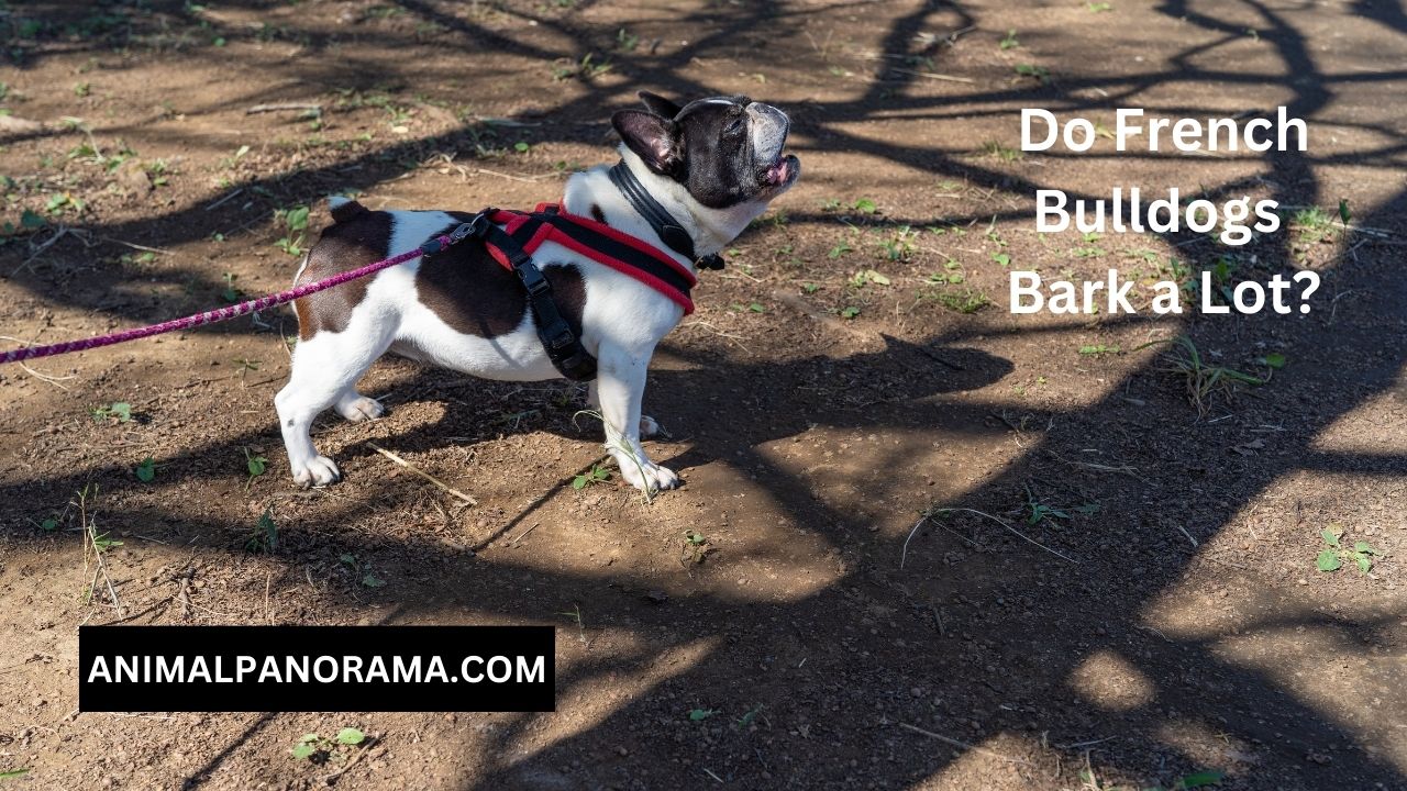 Do French Bulldogs Bark a Lot