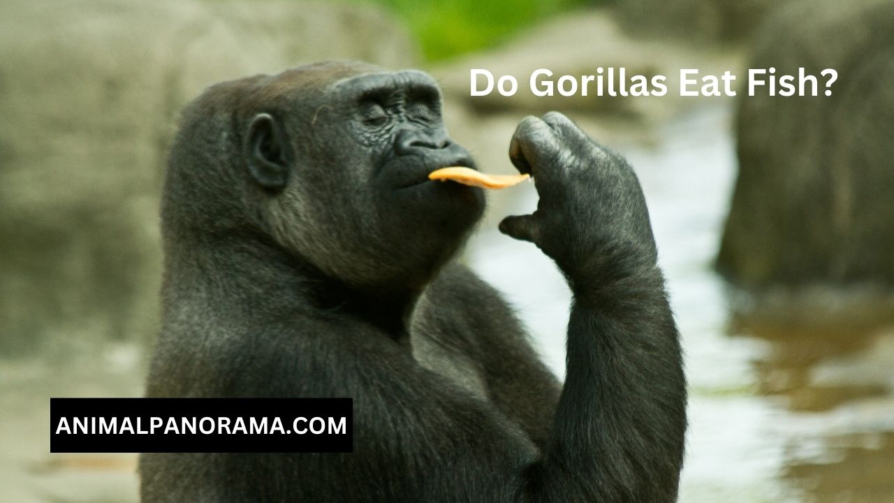 Do Gorillas Eat Fish