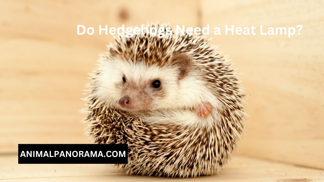 Do Hedgehogs Need a Heat Lamp