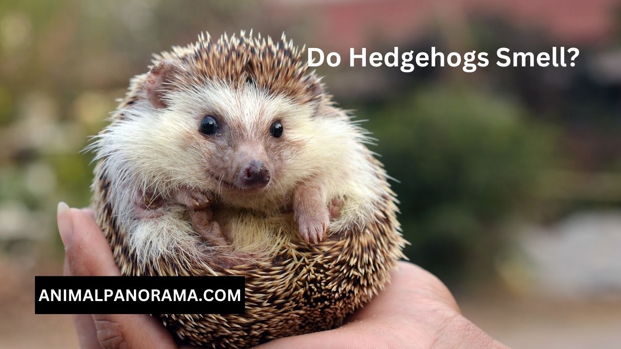 Do Hedgehogs Smell