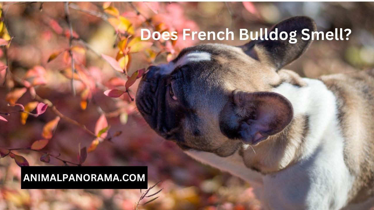 Does French Bulldog Smell