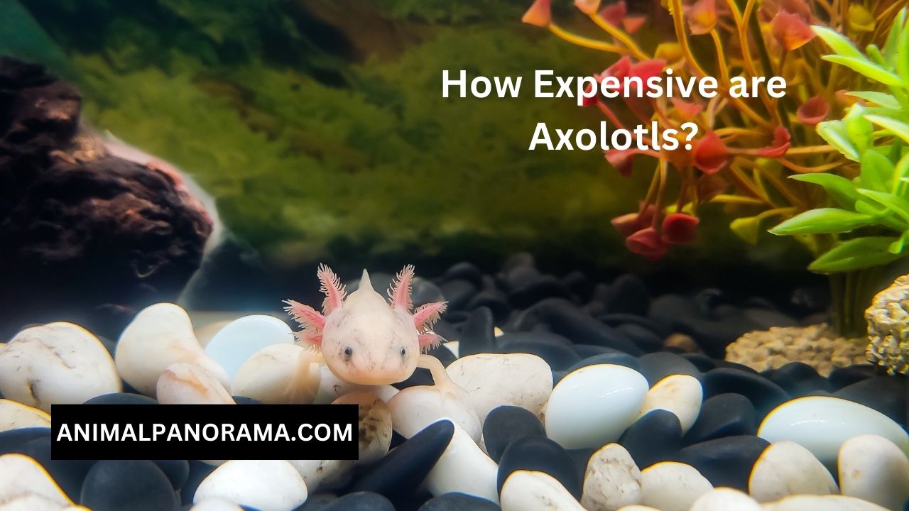 How Expensive are Axolotls