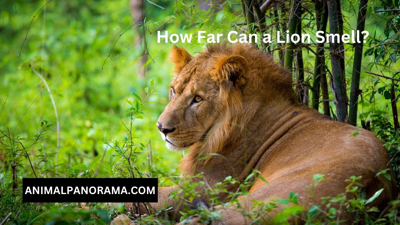 How Far Can a Lion Smell