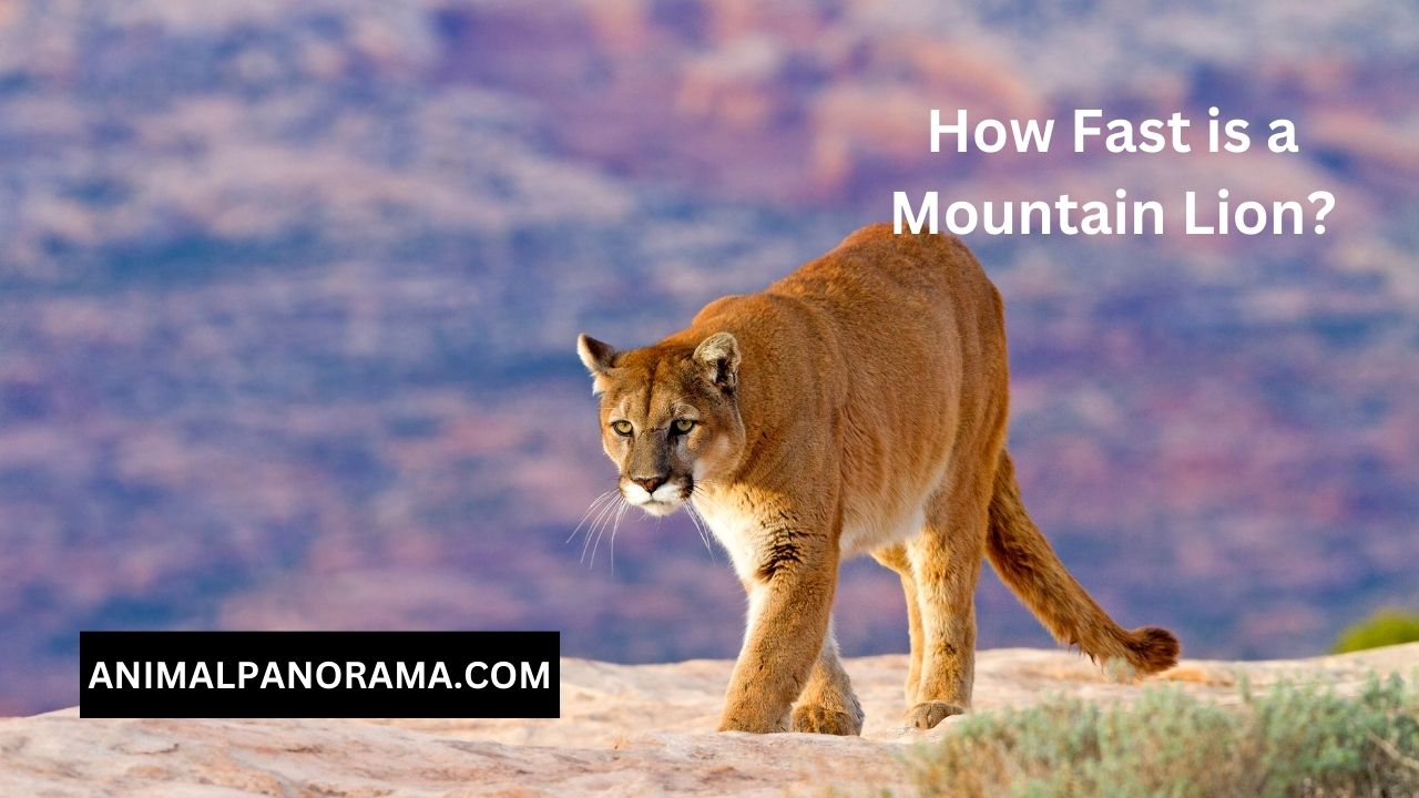 How Fast is a Mountain Lion