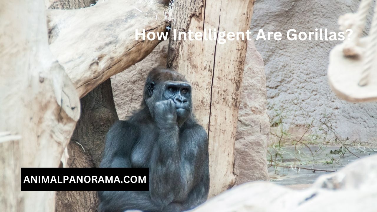 How Intelligent Are Gorillas