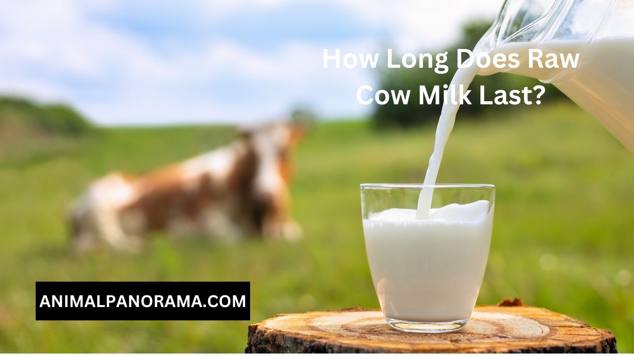 How Long Does Raw Cow Milk Last