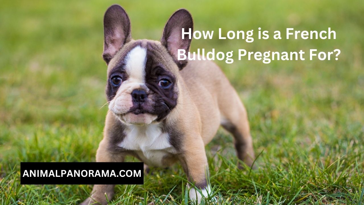 How Long is a French Bulldog Pregnant For