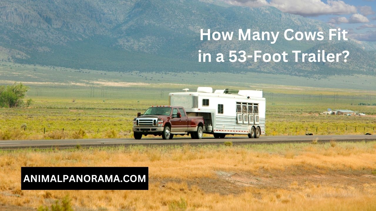 How Many Cows Fit in a 53-Foot Trailer