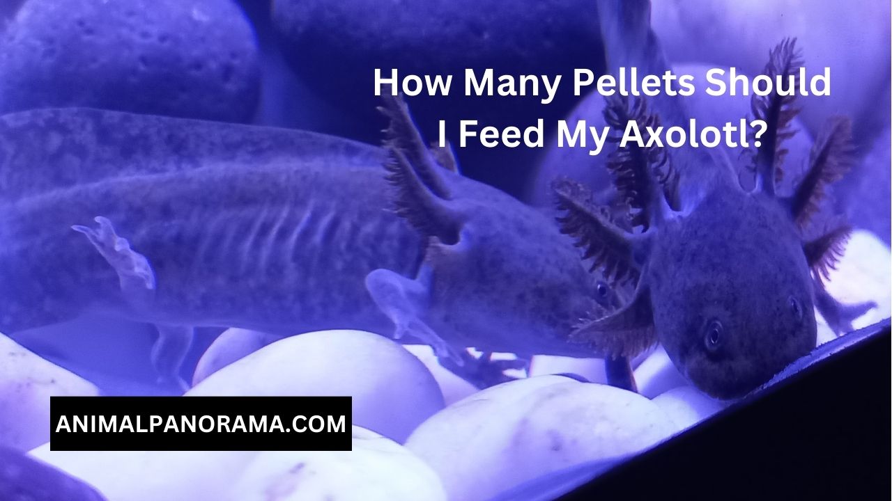 How Many Pellets Should I Feed My Axolotl