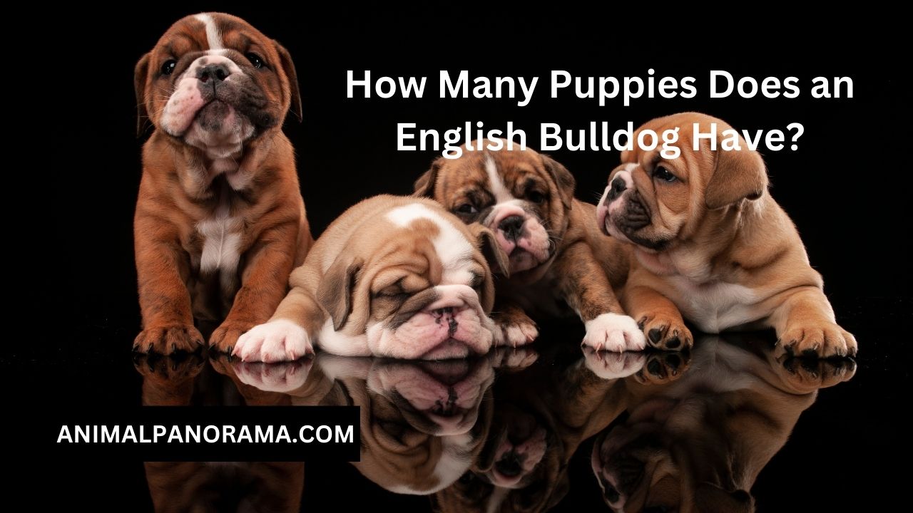 How Many Puppies Does an English Bulldog Have