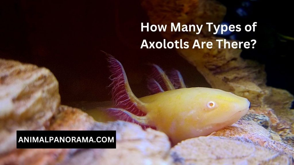 How Many Types of Axolotls Are There?