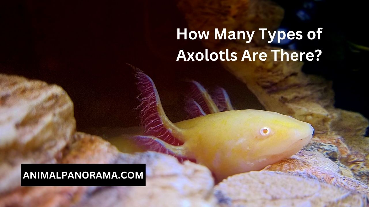 How Many Types of Axolotls Are There