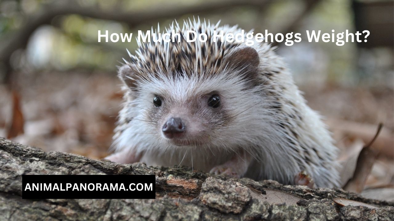 How Much Do Hedgehogs Weight