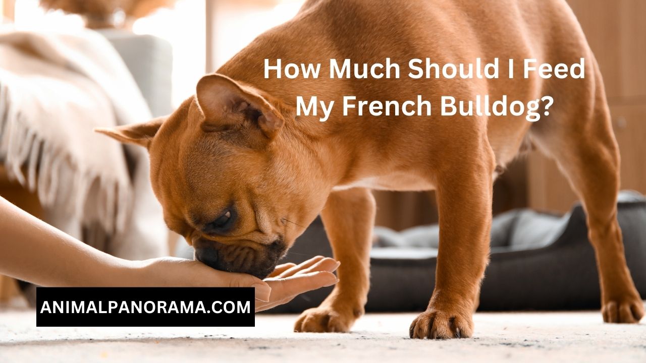 How Much Should I Feed My French Bulldog