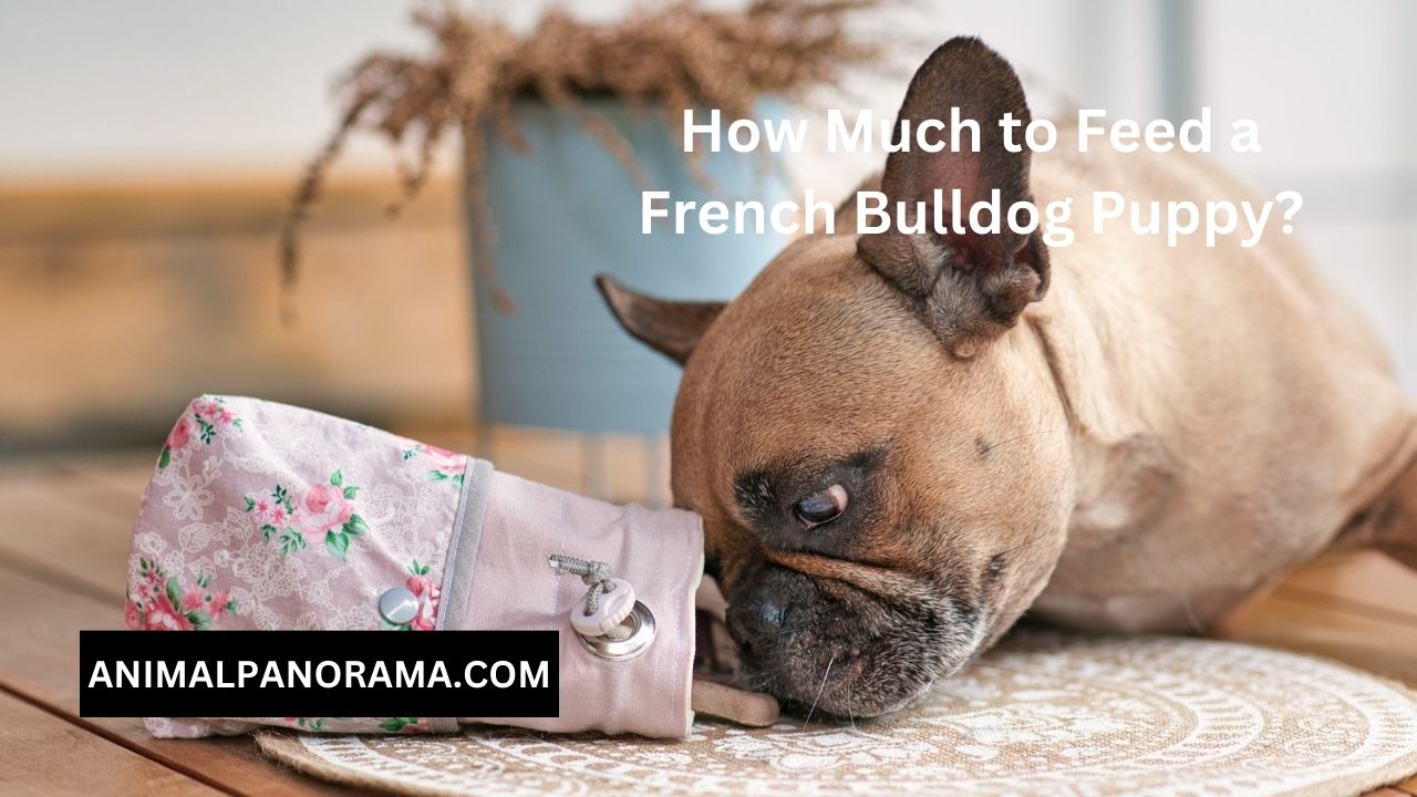 How Much to Feed a French Bulldog Puppy