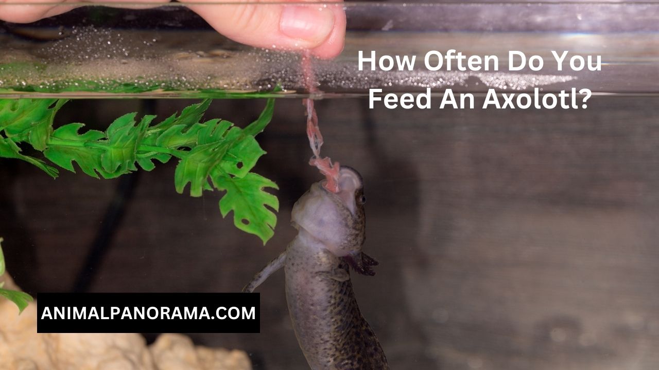 How Often Do You Feed An Axolotl