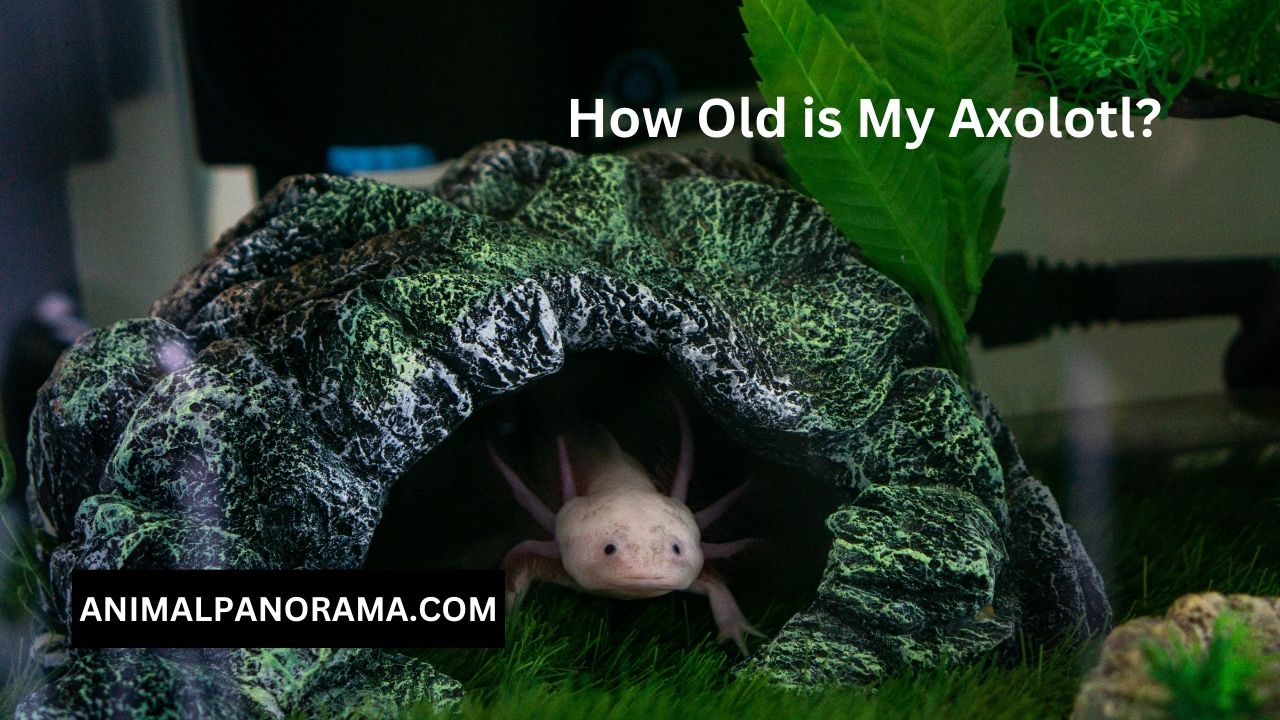 How Old is My Axolotl