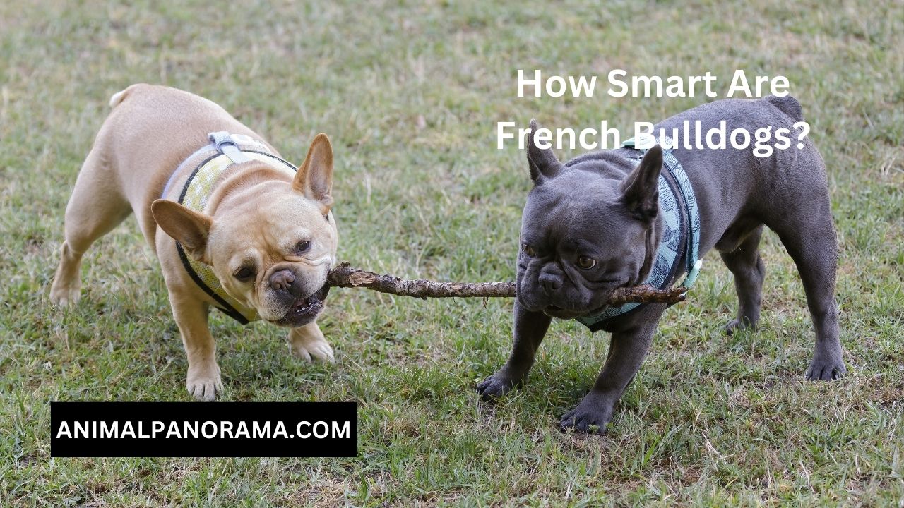 How Smart Are French Bulldogs