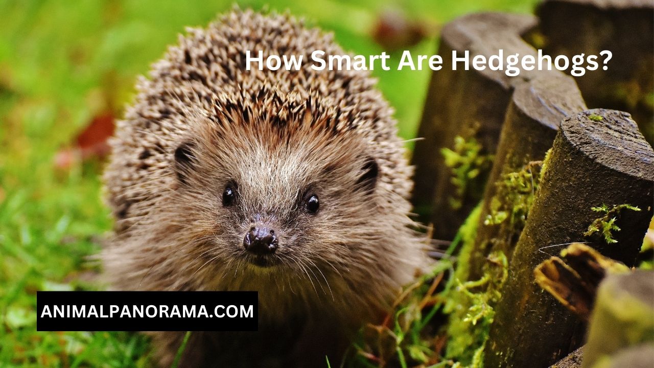 How Smart Are Hedgehogs