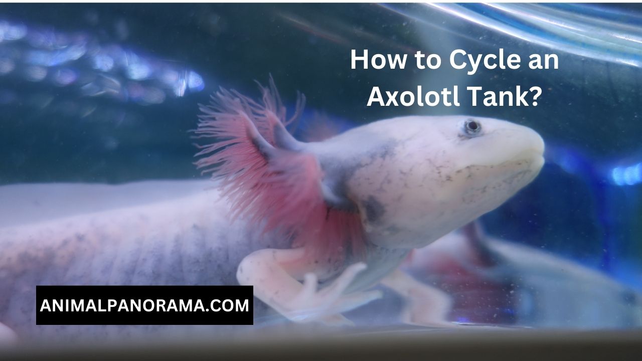 How to Cycle an Axolotl Tank