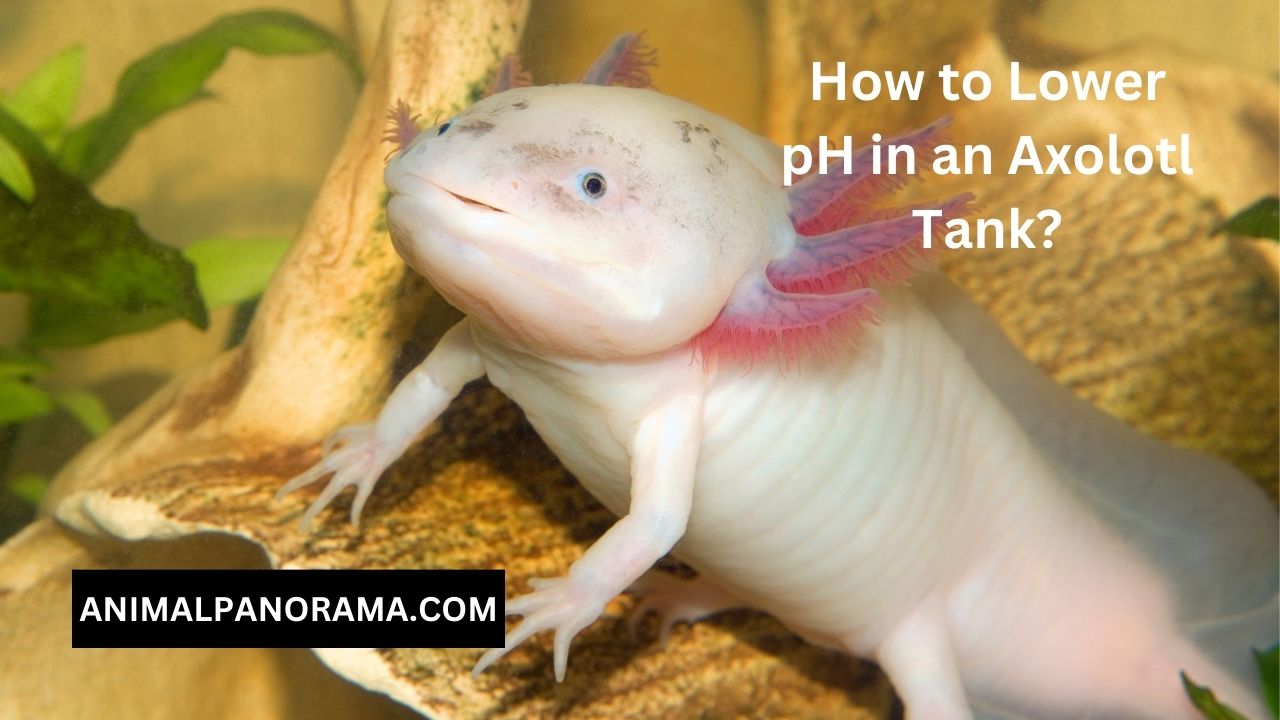 How to Lower pH in an Axolotl Tank