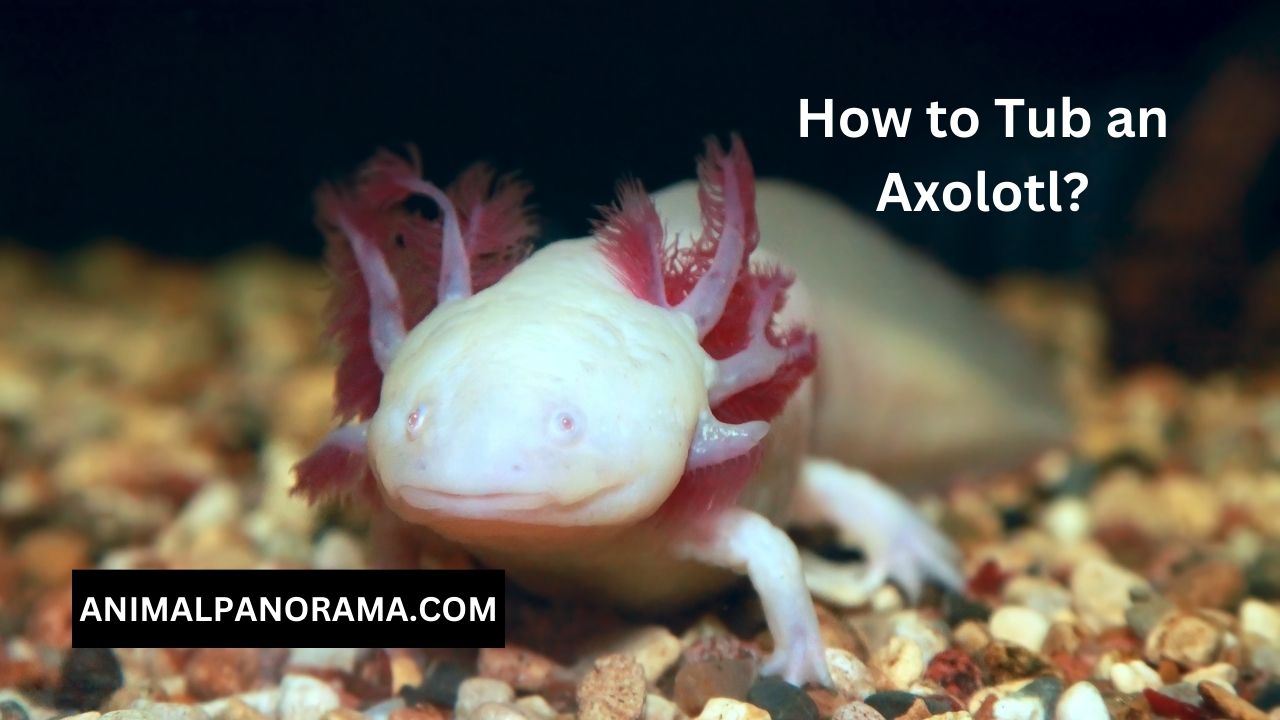 How to Tub an Axolotl