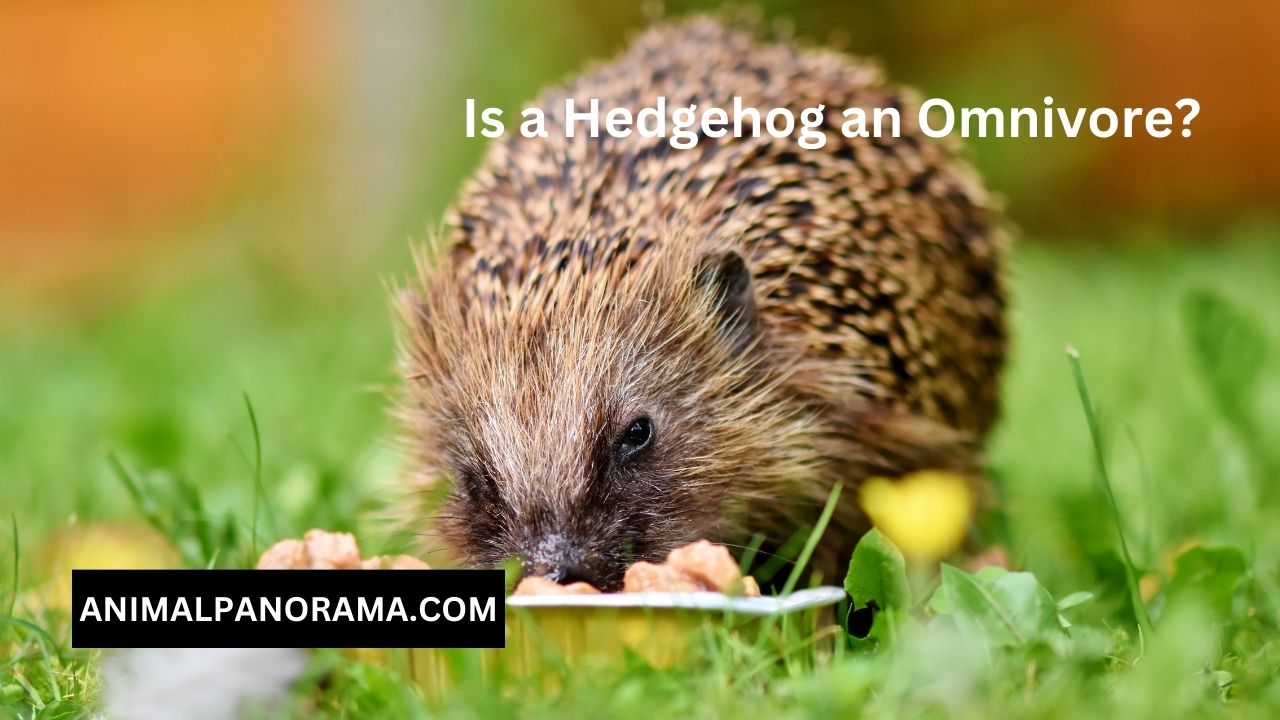 Is a Hedgehog an Omnivore