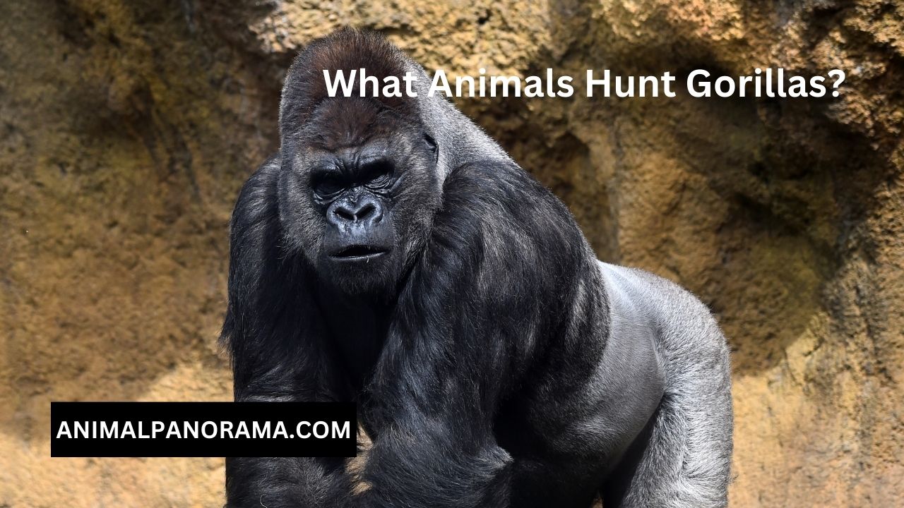 What Animals Hunt Gorillas