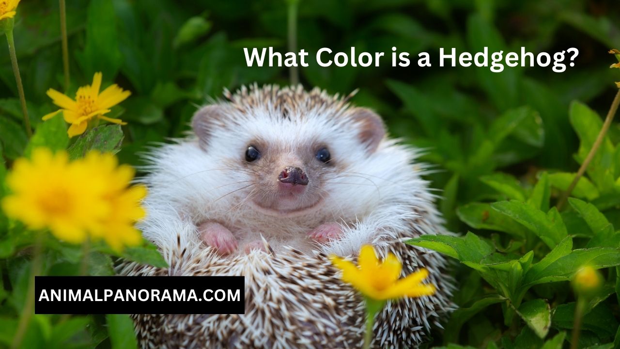 What Color is a Hedgehog