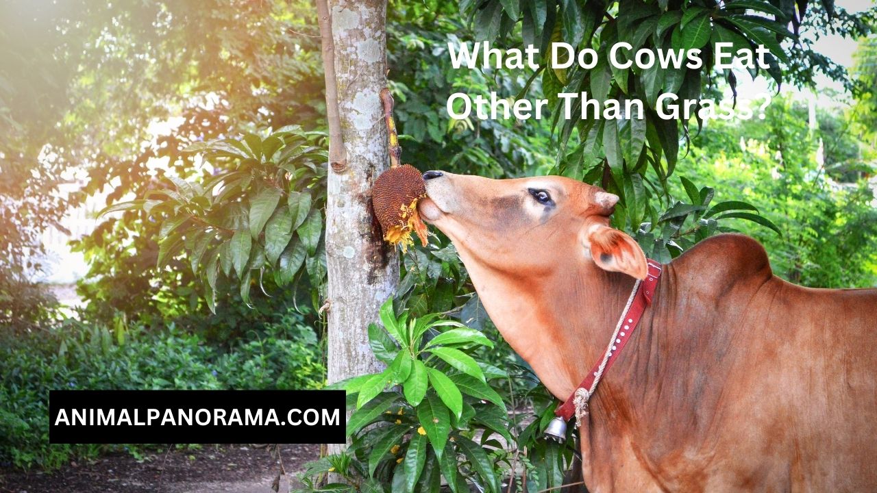 What Do Cows Eat Other Than Grass