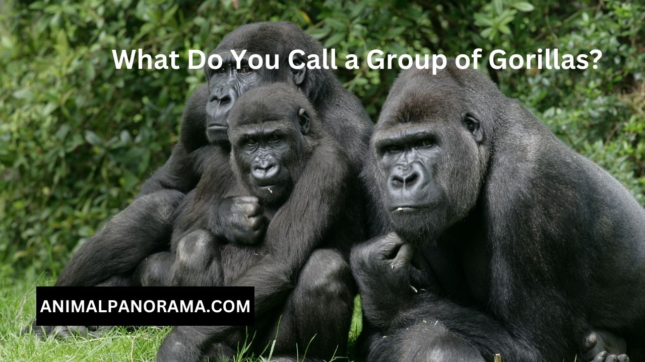 What Do You Call a Group of Gorillas