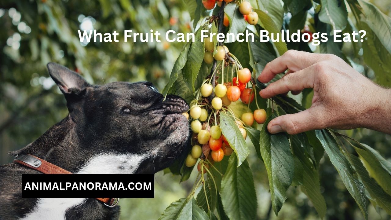 What Fruit Can French Bulldogs Eat