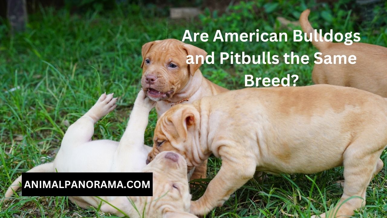 Are American Bulldogs and Pitbulls the Same Breed