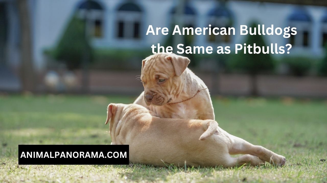 Are American Bulldogs the Same as Pitbulls