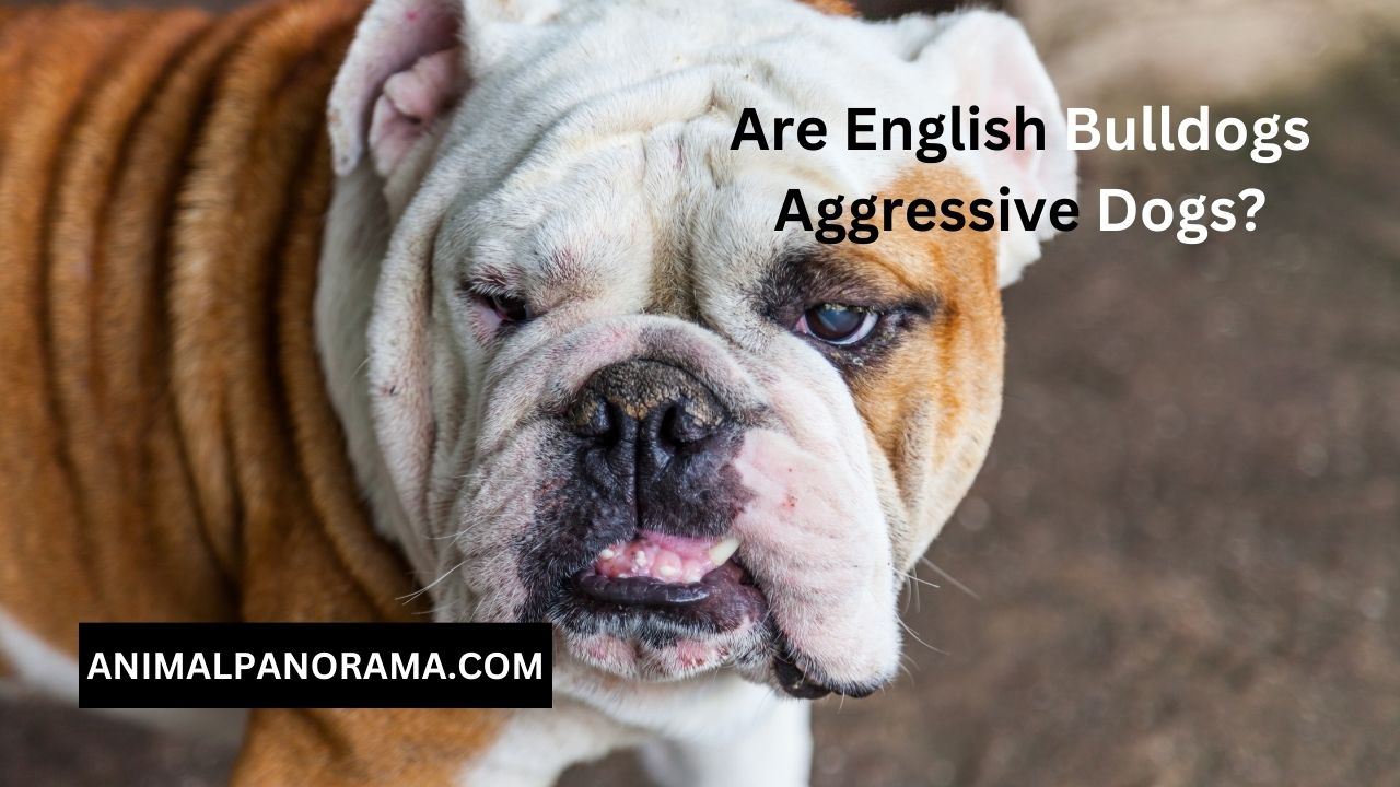 Are English Bulldogs Aggressive Dogs