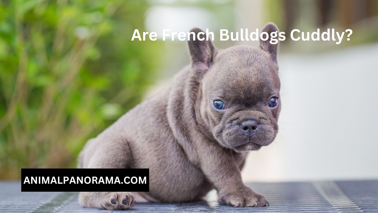 Are French Bulldogs Cuddly